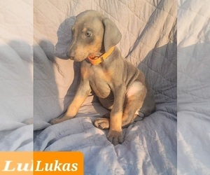 Doberman Pinscher Puppy for sale in POMEROY, OH, USA