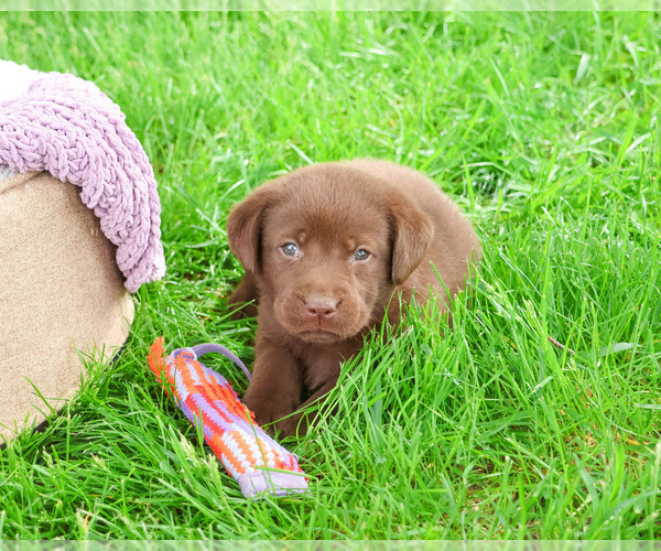 Medium Photo #15 Labrador Retriever Puppy For Sale in SYRACUSE, IN, USA