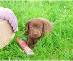 Small #14 Labrador Retriever