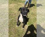 Small #2 Mutt