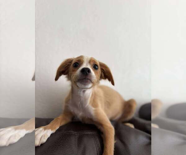Medium Photo #1 Silkyhuahua Puppy For Sale in Visalia, CA, USA