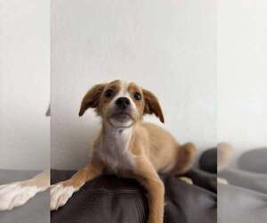 Silkyhuahua Dogs for adoption in Visalia, CA, USA