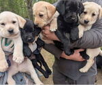 Small #1 Labrador Retriever