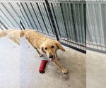 Small #2 Golden Retriever Mix