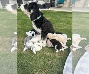 Bernedoodle (Miniature) Puppy for sale in WEATHERFORD, TX, USA
