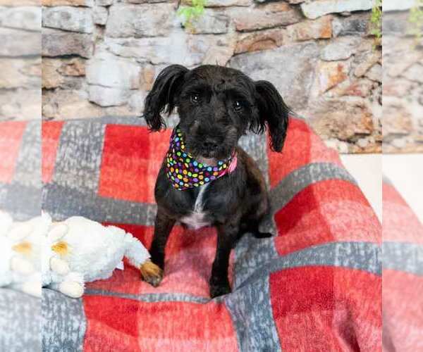 Medium Photo #4 Poodle (Miniature)-Unknown Mix Puppy For Sale in Kennesaw, GA, USA