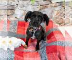 Small #3 Poodle (Miniature) Mix