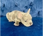 Small #57 French Bulldog