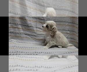 Maltipoo Puppy for sale in BROOKFIELD, MO, USA