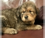 Small Photo #5 Tibetan Mastiff Puppy For Sale in LANCASTER, SC, USA