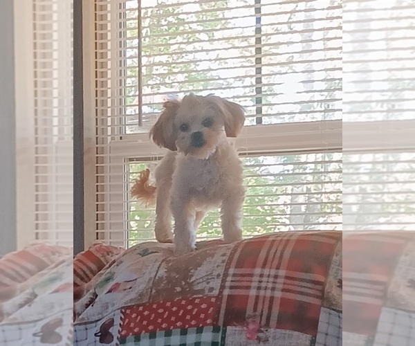 Medium Photo #1 Shih Tzu Puppy For Sale in JAMESTOWN, KY, USA