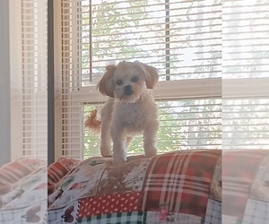 Shih Tzu Puppy for sale in JAMESTOWN, KY, USA