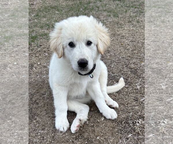 Medium Photo #5 Great Pyrenees-Unknown Mix Puppy For Sale in Brooklyn Center, MN, USA