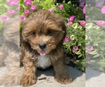 Small #4 Lhasa Apso-Poodle (Toy) Mix