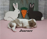 Small #7 Cavalier King Charles Spaniel