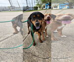 Small #12 Rottweiler Mix