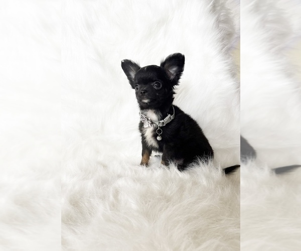Medium Photo #5 Chihuahua Puppy For Sale in SACRAMENTO, CA, USA