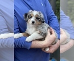 Small Photo #3 Miniature Australian Shepherd Puppy For Sale in FORT MYERS, FL, USA