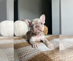 Puppy 4 French Bulldog