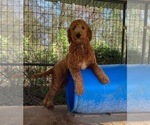 Small Photo #1 Goldendoodle Puppy For Sale in ANGIE, LA, USA