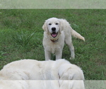 Small Photo #10 English Cream Golden Retriever Puppy For Sale in RINGGOLD, GA, USA