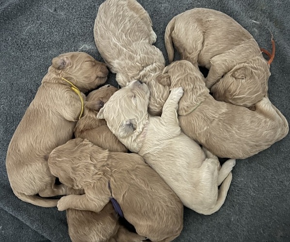 Medium Photo #1 Goldendoodle Puppy For Sale in PHOENIX, AZ, USA