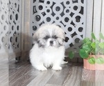 Small #2 Shih Tzu