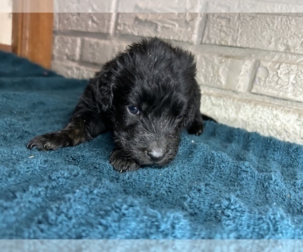 Medium Photo #6 Aussiedoodle Puppy For Sale in INDIANAPOLIS, IN, USA
