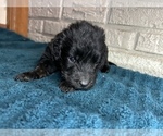 Small Photo #6 Aussiedoodle Puppy For Sale in INDIANAPOLIS, IN, USA