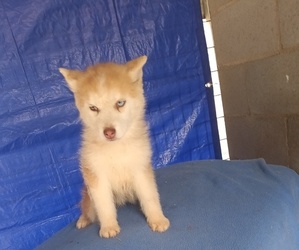 Siberian Husky Puppy for sale in GAFFNEY, SC, USA