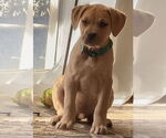 Small #4 American Pit Bull Terrier-Bulldog Mix