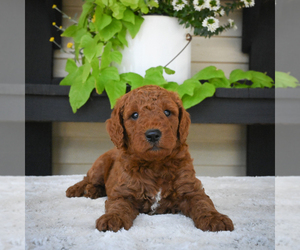 Goldendoodle Puppy for sale in ITASCA, TX, USA