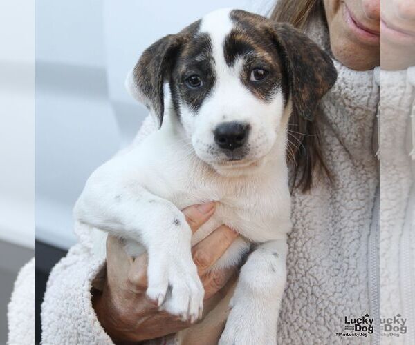 Medium Photo #3 Labrador Retriever-Unknown Mix Puppy For Sale in Washington, DC, USA