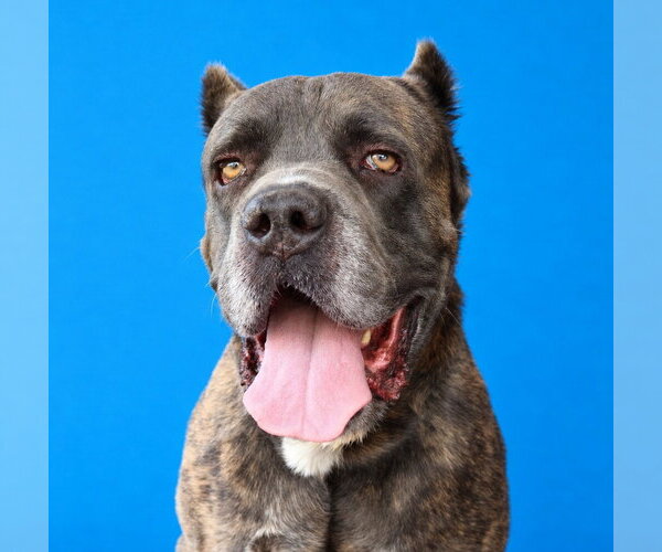 Medium Photo #1 Mutt Puppy For Sale in Pasadena, CA, USA