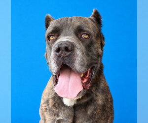 Mutt Dogs for adoption in Pasadena, CA, USA