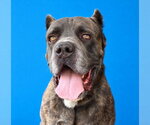 FEZZIK - Male Mutt Dog for Adoption - Small photo