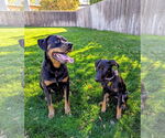 Small #7 Doberman Pinscher