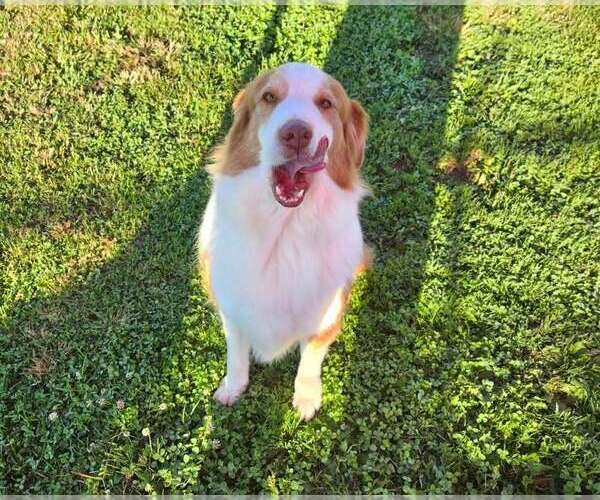 Medium Photo #3 Australian Shepherd Puppy For Sale in Aurora, IN, USA