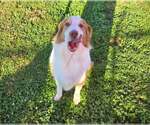 Small Photo #3 Australian Shepherd Puppy For Sale in Aurora, IN, USA