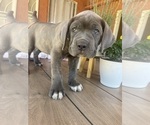 Puppy 10 Cane Corso