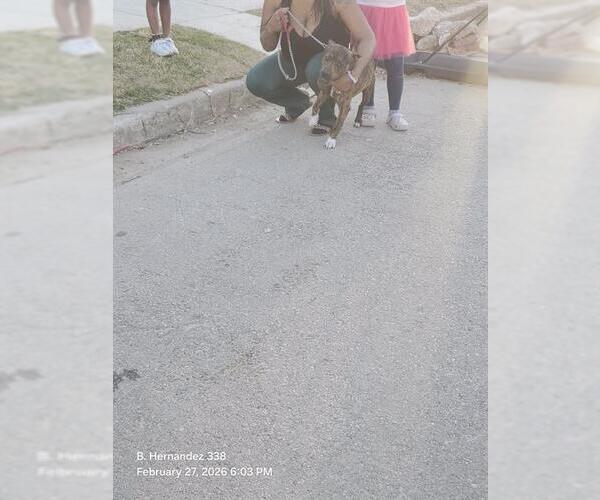 Medium Photo #1 American Staffordshire Terrier Puppy For Sale in San Antonio, TX, USA