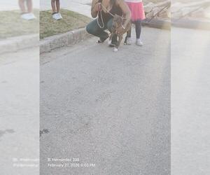 American Staffordshire Terrier Dogs for adoption in San Antonio, TX, USA