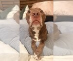 Small #3 American Pit Bull Terrier-Labrador Retriever Mix