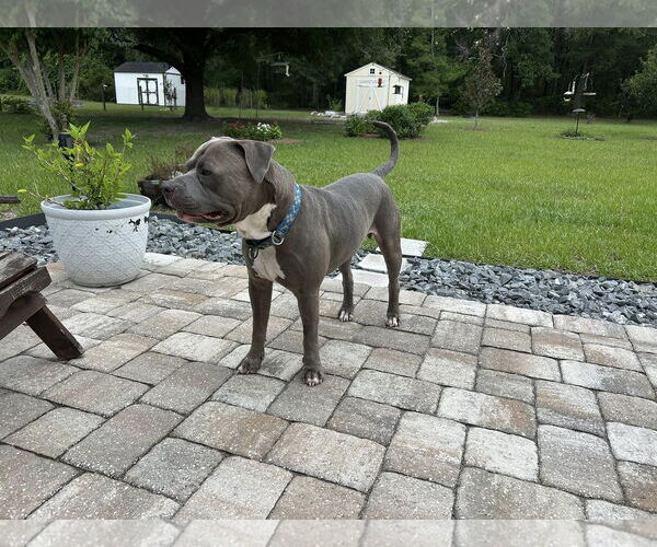 Medium Photo #2 Mutt Puppy For Sale in  Gainesville, FL, USA