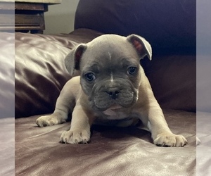 French Bulldog Puppy for Sale in GRIFFIN, Georgia USA