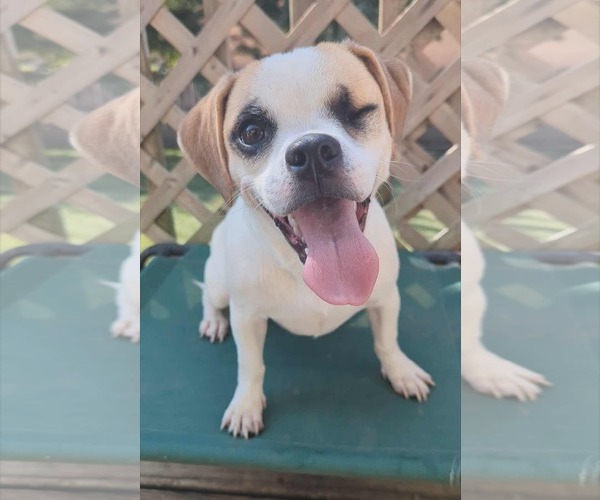 Medium Photo #1 Beagle-Chihuahua Mix Puppy For Sale in Lincolnwood, IL, USA
