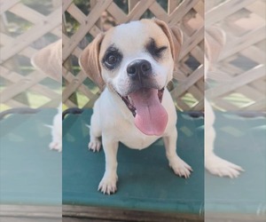 Beagle-Chihuahua Mix Dogs for adoption in Lincolnwood, IL, USA