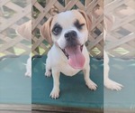 Small Beagle-Chihuahua Mix