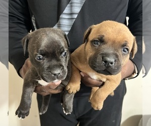 Staffordshire Bull Terrier Puppy for sale in WALDORF, MD, USA
