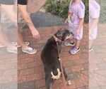 Small #5 Bulldog Mix